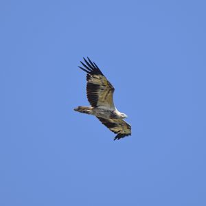 White-bellied Sea-Eagle