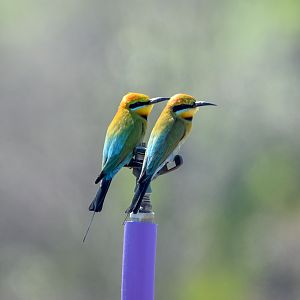 Rainbow Bee-eater pair