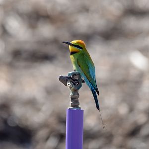 Rainbow Bee-eater