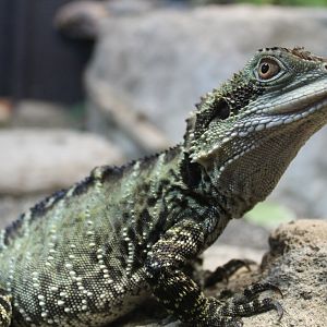 Eastern Water Dragon