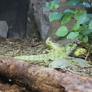 Tuatara