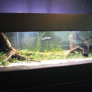 Tank for Banded Bichirs