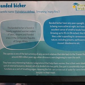 Signage for Banded Bichir
