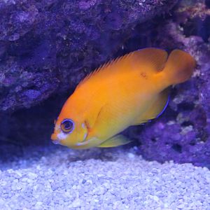 Lemonpeel Angelfish (Centropyge flavissima)