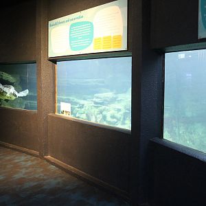 Hawksbill Turtle tank