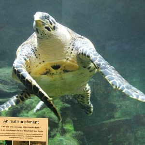 Hawksbill Turtle