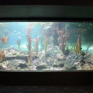 Pania Reef tank