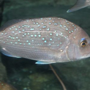 Snapper (Pagrus auratus)