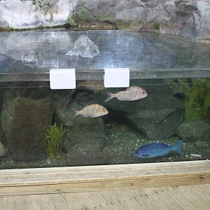 Rocky Shore tank