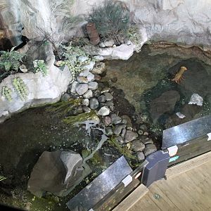 Rocky Shore tanks from above