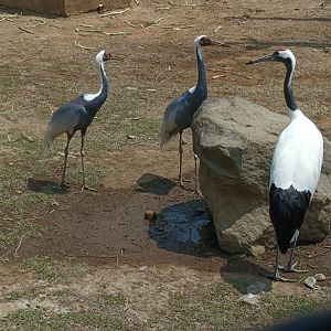 Red-crowned Crane (Grus japonensis)