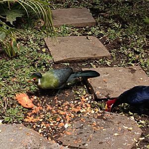 Turacos
