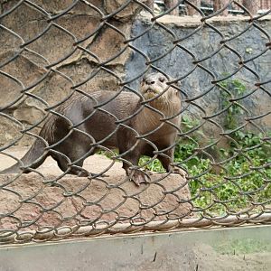 Smooth-coated Otter (Lutrogale perspicillata)