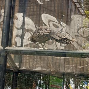 Malayan Peacock-Pheasant (Polyplectron malacense)