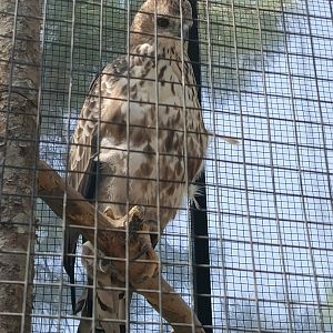 Changeable Hawk-Eagle (Nisaetus cirrhatus)