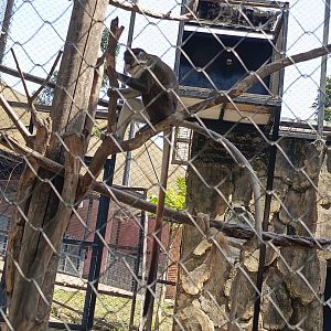 Red-Tailed Monkey (Cercopithecus ascanius)