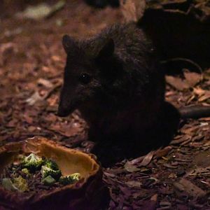 Long-nosed Potoroo