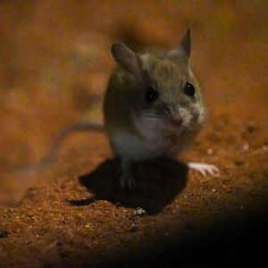 Spinifex Hopping Mouse