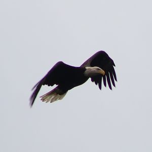Bald Eagle (Haliaeetus leucocephalus)