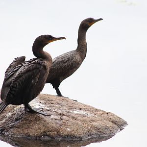 Double-crested Cormorant (Nannopterum auritum)