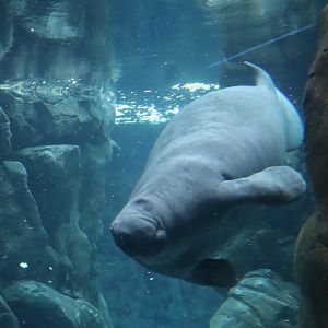 West Indian Manatee - 24 June 2024