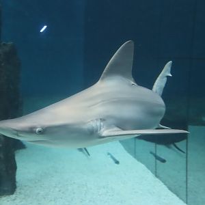 Sandbar Shark - 24 June 2024