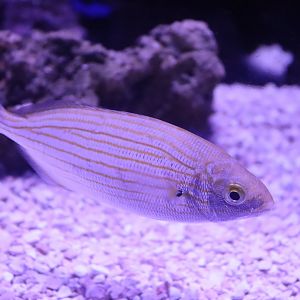 Salema - 24 June 2024