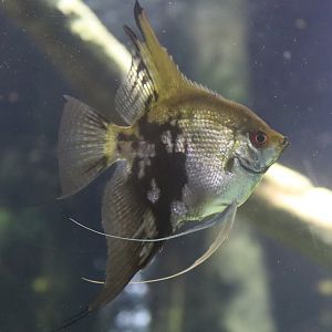 Freshwater Angelfish - 24 June 2024
