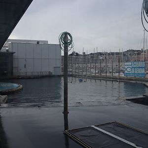 Bottlenose Dolphin Pool - 24 June 2024