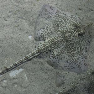 Thornback Ray - 24 June 2024
