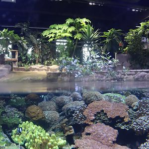 Tropical Reef - 24 June 2024