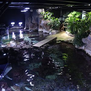 Tropical Reef - 24 June 2024