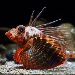 Blackfoot Firefish (Parapterois heterura)