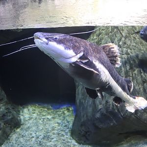 Redtail Catfish - 24 June 2024
