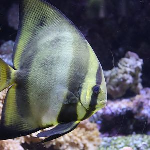 Orbicular Batfish - 24 June 2024