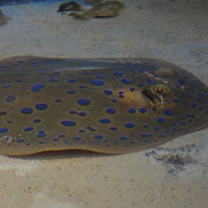 Bluespotted ribbontail ray