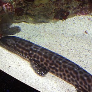 Coral catshark