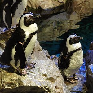 African penguins