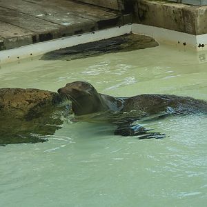 California sea lion
