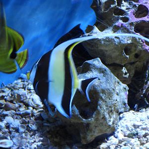 Moorish idol