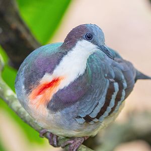Luzon Bleeding-Heart (Gallicolumba Luzonica)