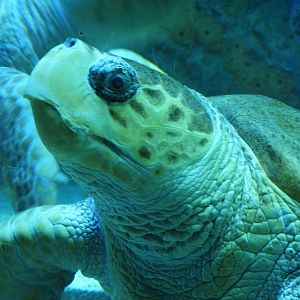 Loggerhead sea turtle