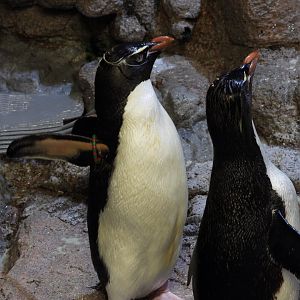 Southern rockhopper penguins