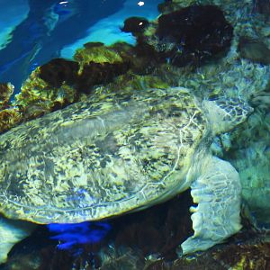 Green sea turtle