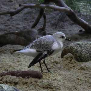 Sanderling