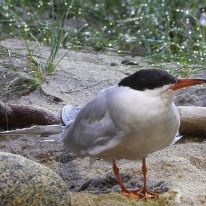 Common tern