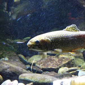 Brook trout