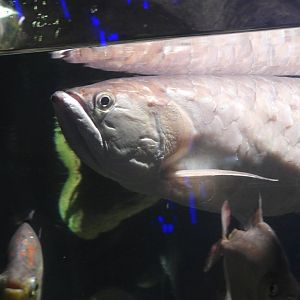 Silver arowana