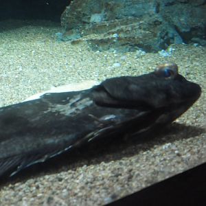 Atlantic halibut