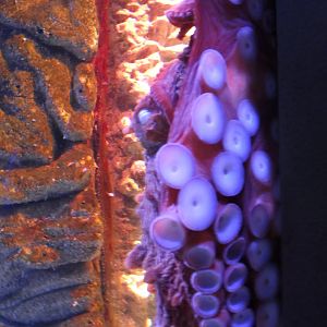 Giant Pacific octopus